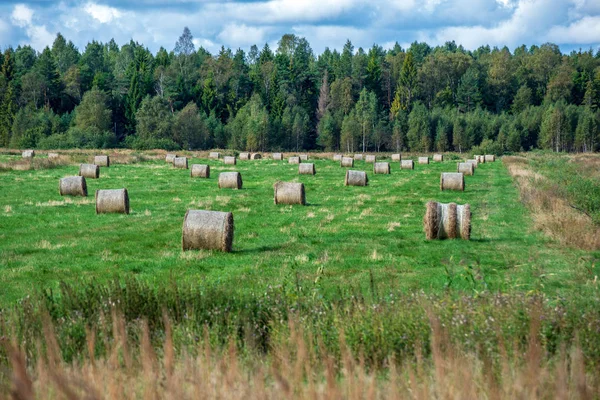 Rollos Heno Campo Verde Con Bosque Sobre Fondo Paisaje Rural —  Fotos de Stock