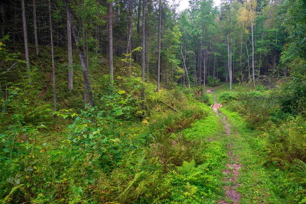 Trilha Caminhadas Turísticas Verde Floresta Verão Com Terra Escura Folhagem — Fotografia de Stock