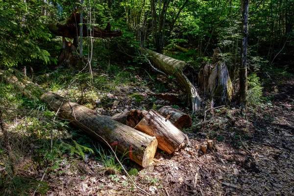 Pilha Toras Madeira Recém Cortadas Floresta — Fotografia de Stock