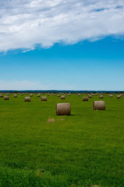 Rolls Hay Bright Green Field Sky Countryside Scenenery Latvia — Stock Photo, Image