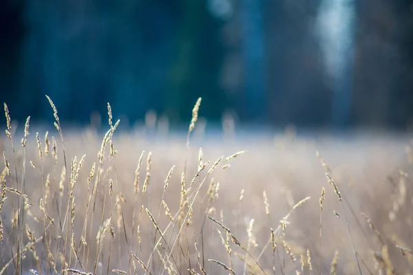 Herbe Gelée Haute Dans Champ Hiver — Photo