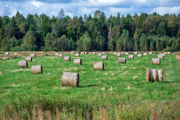 Rollos Heno Campo Verde Con Bosque Sobre Fondo Paisaje Rural —  Fotos de Stock