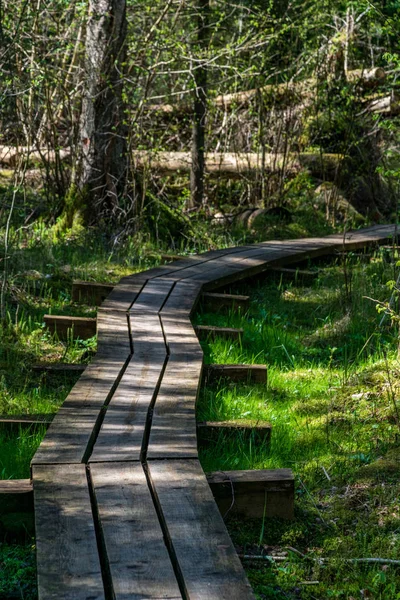 Wooden Plank Boardwalk Swamp Area Autumn Perspective — Stock Photo, Image