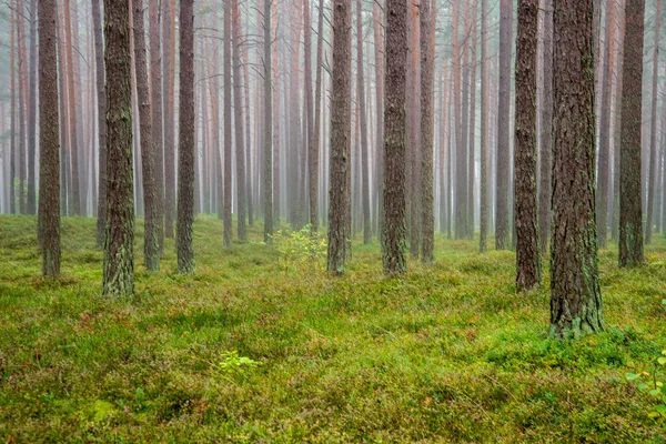 calm and peaceful pine tree forest with green grass in mist