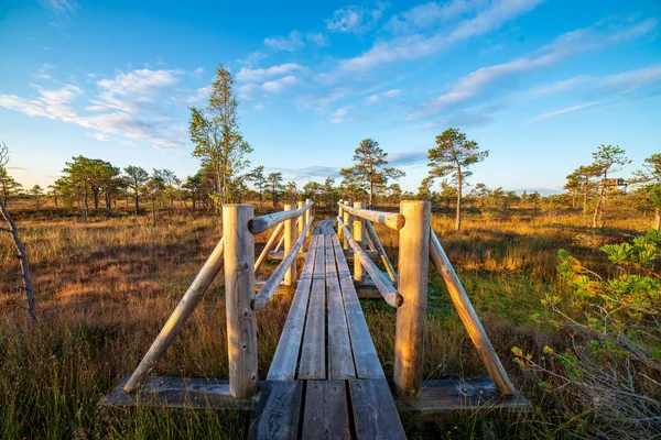 Lungomare Legno Zona Palude Autunno Nella Natura Soleggiata — Foto Stock