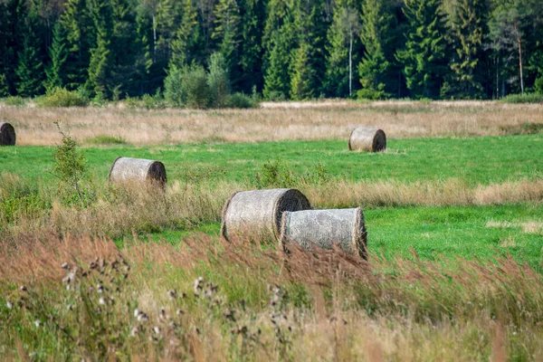 Rollos Heno Campo Verde Con Bosque Sobre Fondo Paisaje Rural —  Fotos de Stock