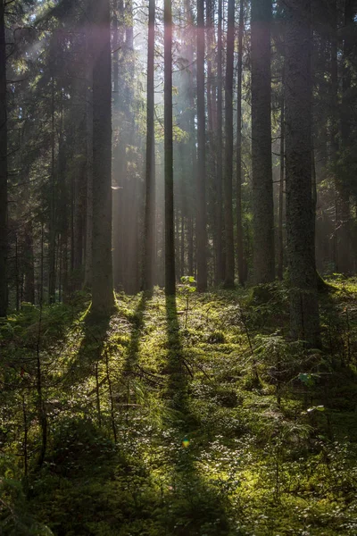 Krásné Ráno Slunce Prosvítající Mezi Stromy Lese — Stock fotografie