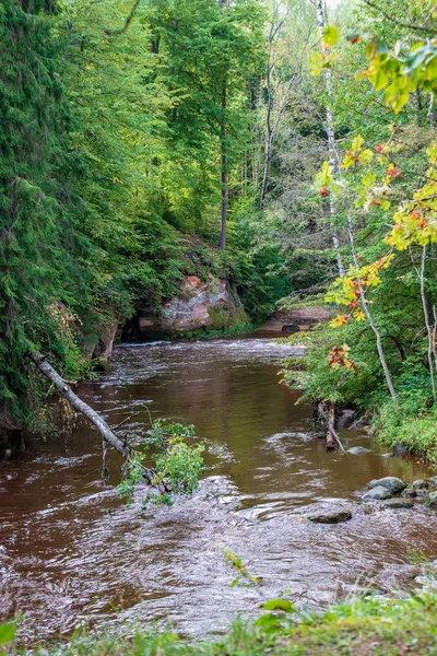 Rychlý Amata Řeka Zeleném Lese Amata Lotyšsku — Stock fotografie