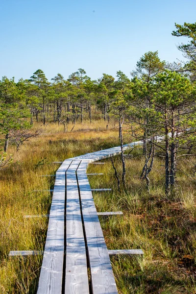 視点で秋に沼エリアに木の板の遊歩道 — ストック写真