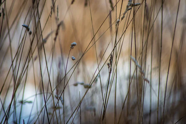 Erba Congelata Inverno Sfondo Sfocato — Foto Stock