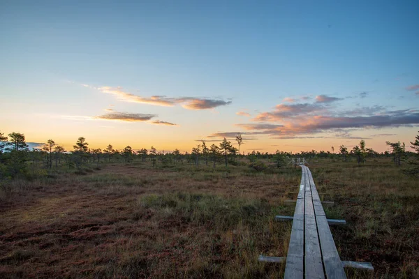 Houten Plank Promenade Moerasgebied Het Najaar Zonnige Natuur — Stockfoto