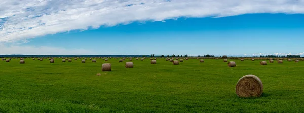 Рулоны Сена Ярко Зеленом Поле Небом Сельская Местность Латвии — стоковое фото