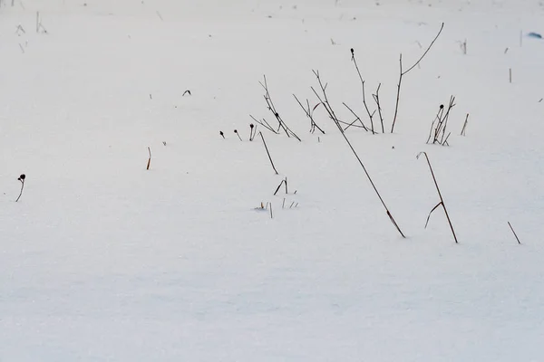 凍りついた雪の背景が冬の草をカバー — ストック写真