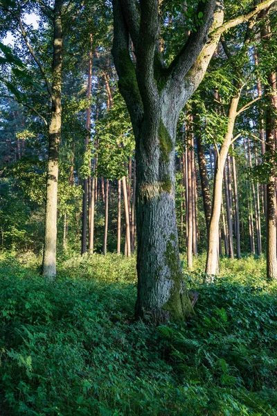 Güneşli Yaz Ormandaki Ağaç Gövdeleri — Stok fotoğraf