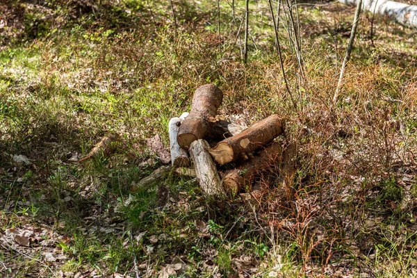 Pila Troncos Madera Recién Cortados Bosque — Foto de Stock