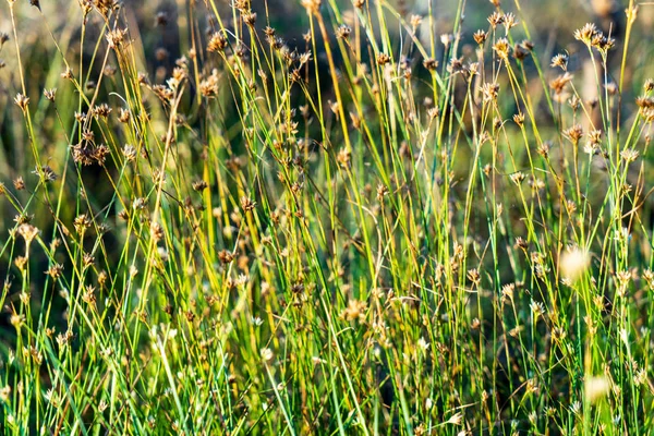 Detail Bahenní Vegetace Končí Bents Trávy Listí Bog Podzim — Stock fotografie