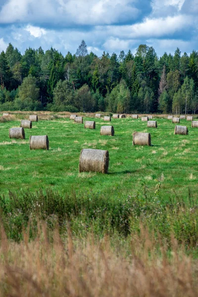 Rolki Siana Zielone Pole Lasu Tle Dekoracje Wsi Łotwie — Zdjęcie stockowe