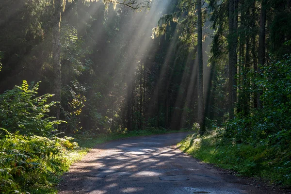 Bela Luz Solar Manhã Brilhando Através Árvores Estrada Campo — Fotografia de Stock