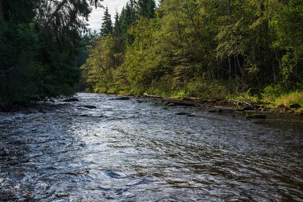 Rápido Rio Amata Floresta Verde Amata Letónia — Fotografia de Stock