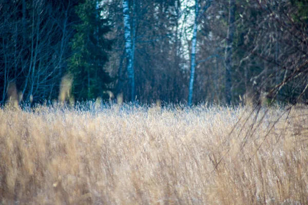 Hohes Gefrorenes Gras Winterfeld — Stockfoto