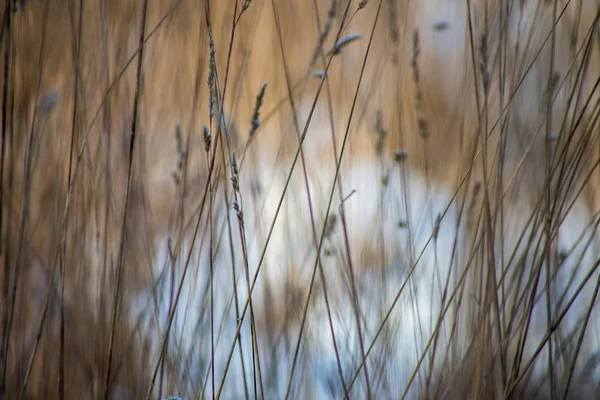 Замерзшая Трава Зимой Размытом Фоне — стоковое фото