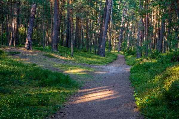 Туристична Пішохідна Стежка Зеленому Літньому Лісі Зеленим Листям — стокове фото