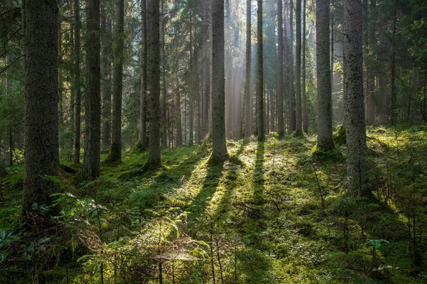 森の中の木を通して輝く美しい朝日 — ストック写真