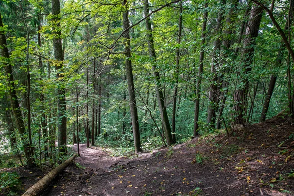 Trilha Caminhadas Turísticas Verde Floresta Verão Com Terra Escura Folhagem — Fotografia de Stock