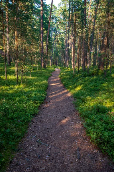 Sendero Senderismo Turístico Verde Bosque Verano Con Follaje Verde — Foto de Stock