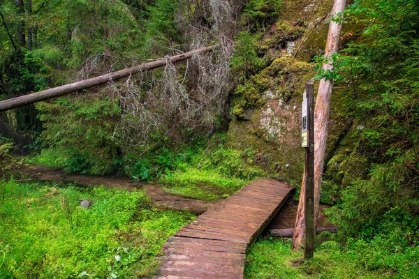 Toeristische Hiking Trail Spoor Groene Zomer Bos Met Donkere Grond — Stockfoto