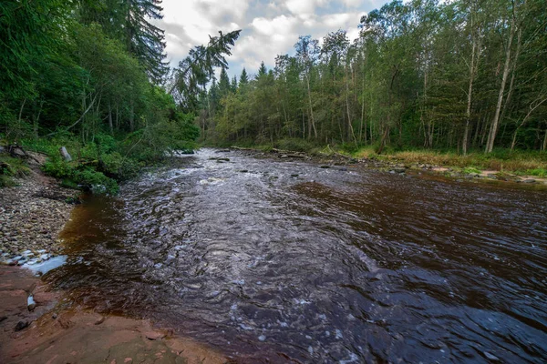 Rápido Rio Amata Floresta Verde Amata Letónia — Fotografia de Stock