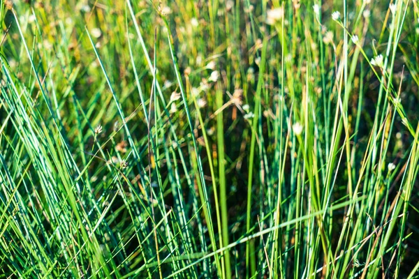沼地の植物のクローズ アップ草 Bents および葉に近づき 秋の湿原 — ストック写真