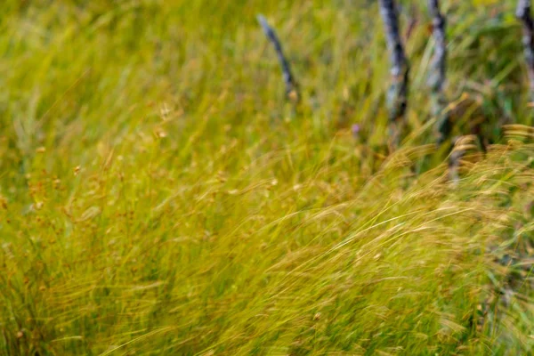 Close Swamp Vegetation Close Grass Bents Foliage Bog Autumn — Stock Photo, Image
