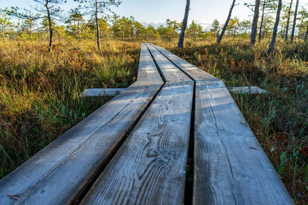 Pasarela Madera Zona Pantanosa Otoño Naturaleza — Foto de Stock