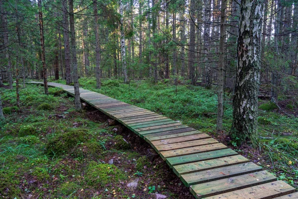 Planka Strandpromenaden Träsket Område Höst Perspektiv — Stockfoto