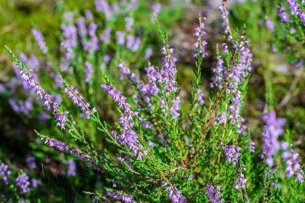 Nahaufnahme Der Sumpfvegetation — Stockfoto