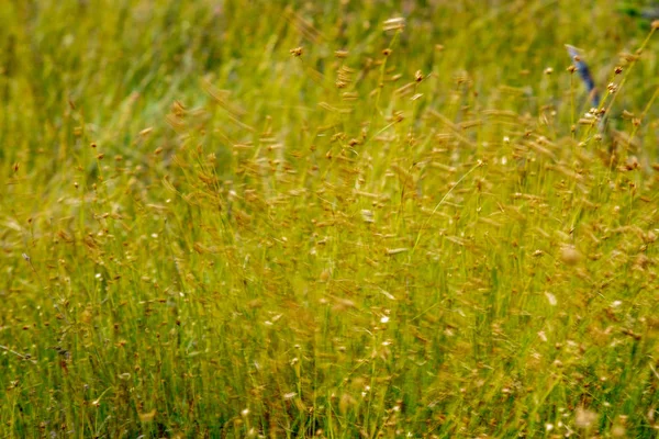 Close Van Moeras Vegetatie Close Met Struisgras Gras Gebladerte Veen — Stockfoto