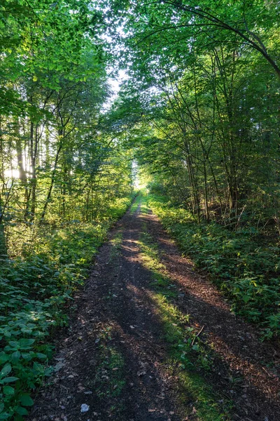 Turist Trail Vandringsled Grön Sommar Skog Med Grönt Bladverk — Stockfoto