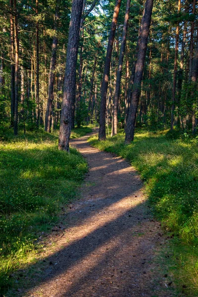 Sentier Randonnée Touristique Forêt Verte Été Avec Feuillage Vert — Photo