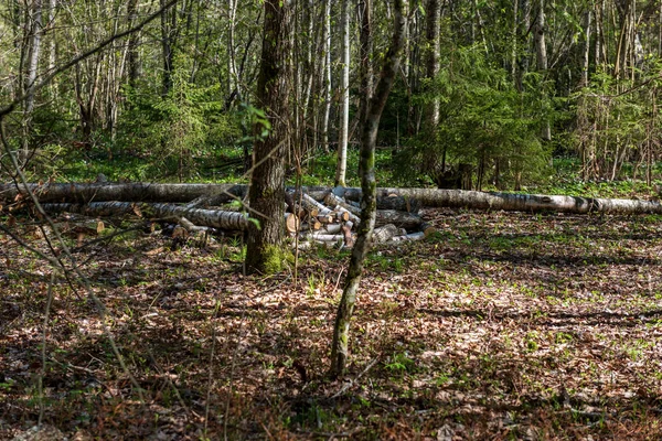 Rakás Frissen Vágott Tuskók Ban Erdő — Stock Fotó