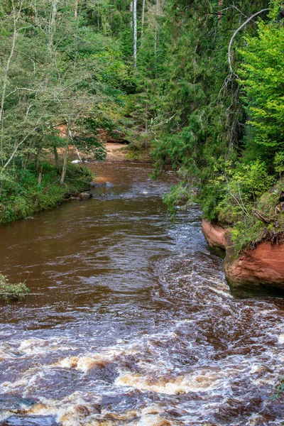 Snelle Amata Rivier Groen Bos Amata Letland — Stockfoto