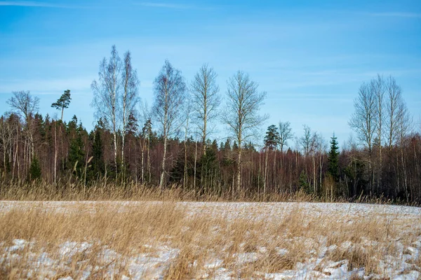 tall frozen grass in winter field
