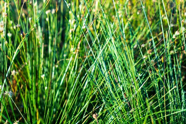 Close Vegetação Pântano Perto Com Aberturas Grama Folhagem Pântano Outono — Fotografia de Stock