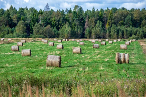 Рулонах Сіна Зеленому Полі Лісу Тлі Декорації Сільській Місцевості Латвії — стокове фото