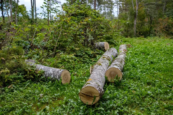 Hromadu Čerstvě Řezané Dřevo Protokoly Lese — Stock fotografie