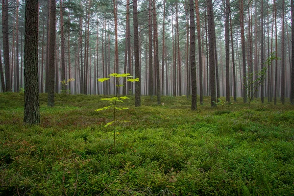 Lugn Och Fridfull Pinjeskog Med Grönt Gräs Dimma — Stockfoto