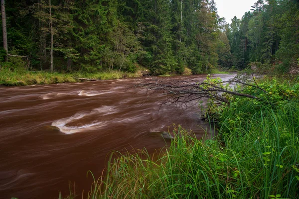 快速阿马塔河在绿色森林 阿马塔在拉脱维亚 — 图库照片
