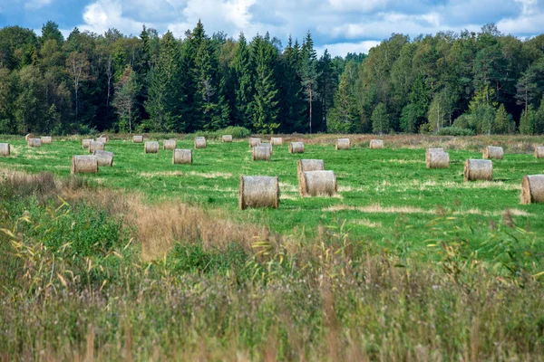 Ρολά Σανό Φόντο Πράσινο Πεδίο Δάσος Εξοχικά Τοπία Στη Λετονία — Φωτογραφία Αρχείου