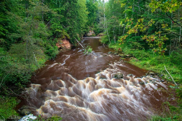 快速阿马塔河在绿色森林 阿马塔在拉脱维亚 — 图库照片
