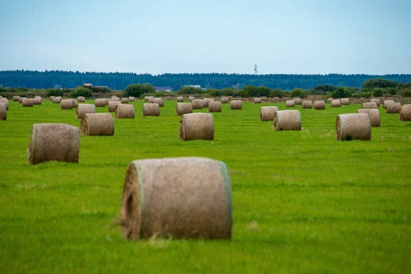 Tekercs Széna Világos Zöld Mezőben Alatt Vidéki Scenenery Lettország — Stock Fotó